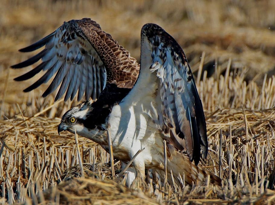 Eagle, Beauty, Animals, Fly, animal wildlife, bird, animals in the wild HD wallpaper