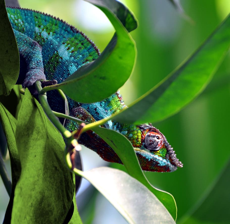 Chameleon, Green, Animals, Colored, nature, single animal, insect HD wallpaper