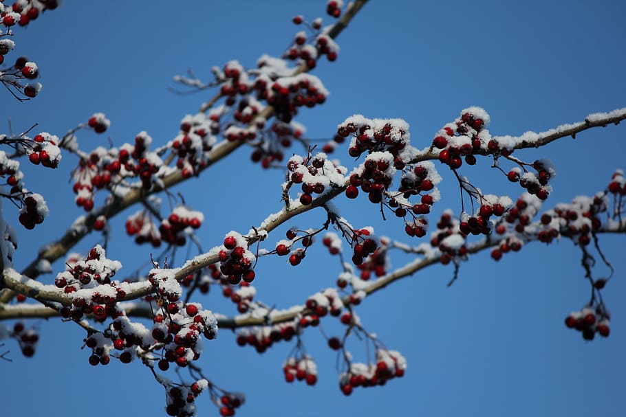 tree, twig, berries, snow, tree branches, nature, christmas HD wallpaper
