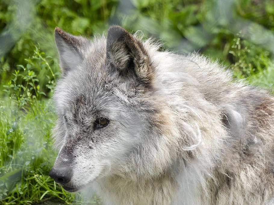 grey wolf, wild, animal, wildlife, nature, mammal, predator HD wallpaper