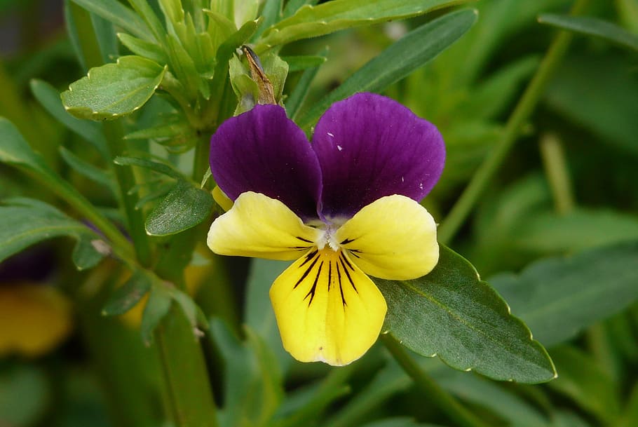 bicolor thought, yellow, violet, plant, flowering plant, freshness HD wallpaper