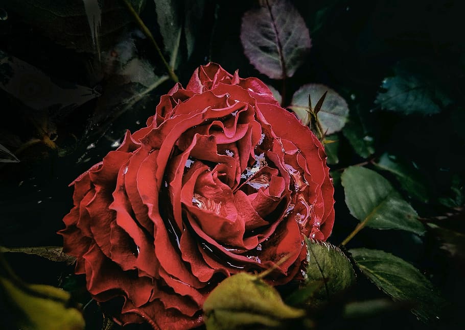 Red, Rain, Rain, Water, rosa, flower, rose - flower, petal HD wallpaper