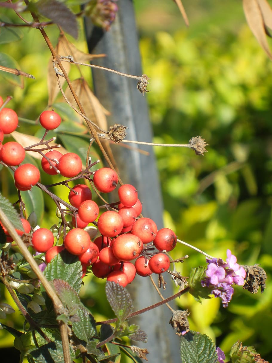 berries, red, pink, growth, plant, fruit, freshness, food, food and drink HD wallpaper