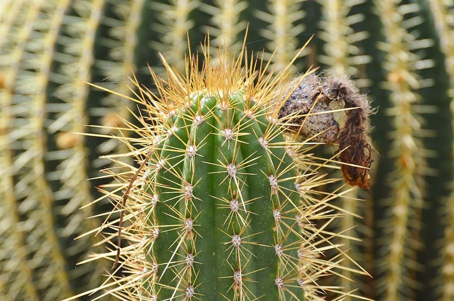 Cactus, Spur, Plant, green, prickly, thorns, nature, pointed HD wallpaper