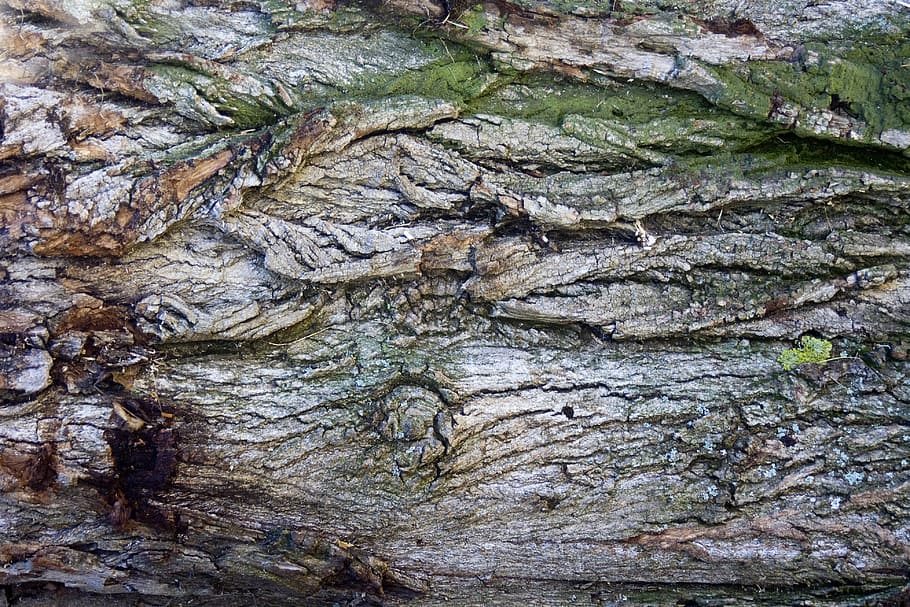 bark, tree bark, log, wood, structure, full frame, backgrounds HD wallpaper