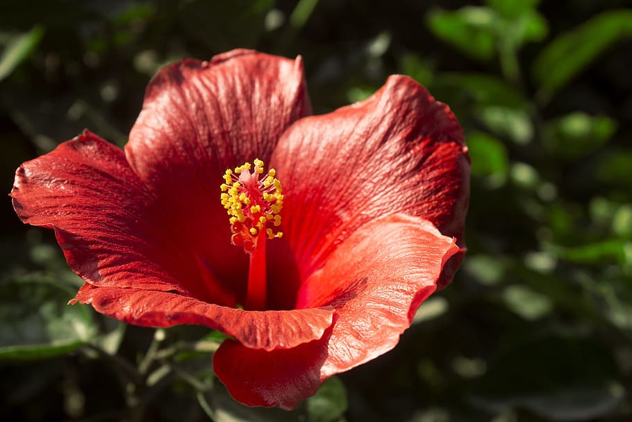 flower, nature, plant, leaf, garden, summer, approach, nice HD wallpaper