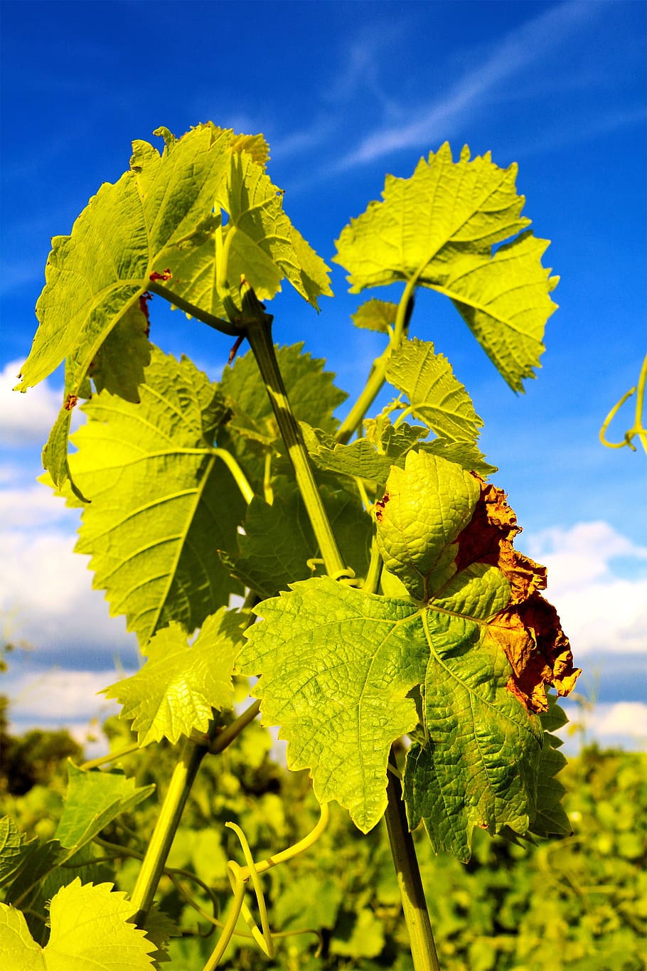 wine, vine, leaves, wine leaf, plant part, growth, green color HD wallpaper