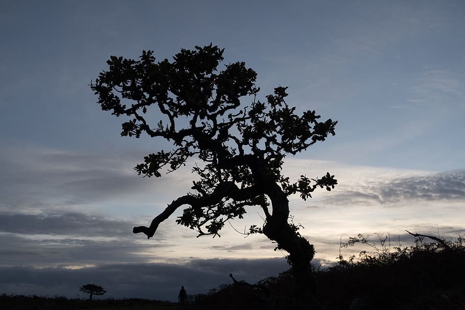 tree, sky, nature, plant, cloud - sky, beauty in nature, silhouette HD wallpaper