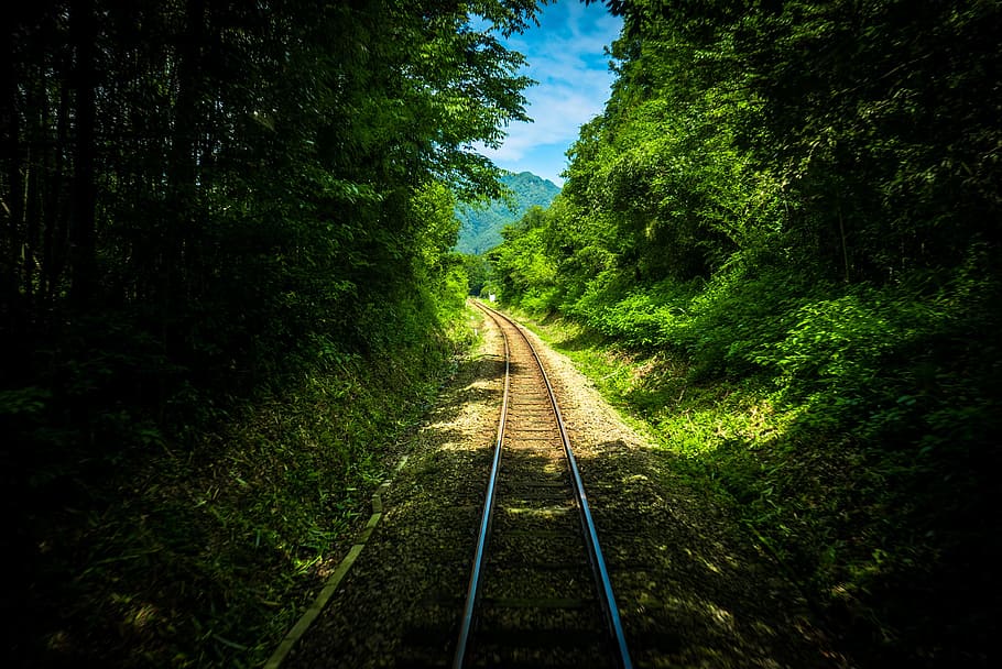 railway, track, green, trees, plants, nature, travel, outdoor HD wallpaper