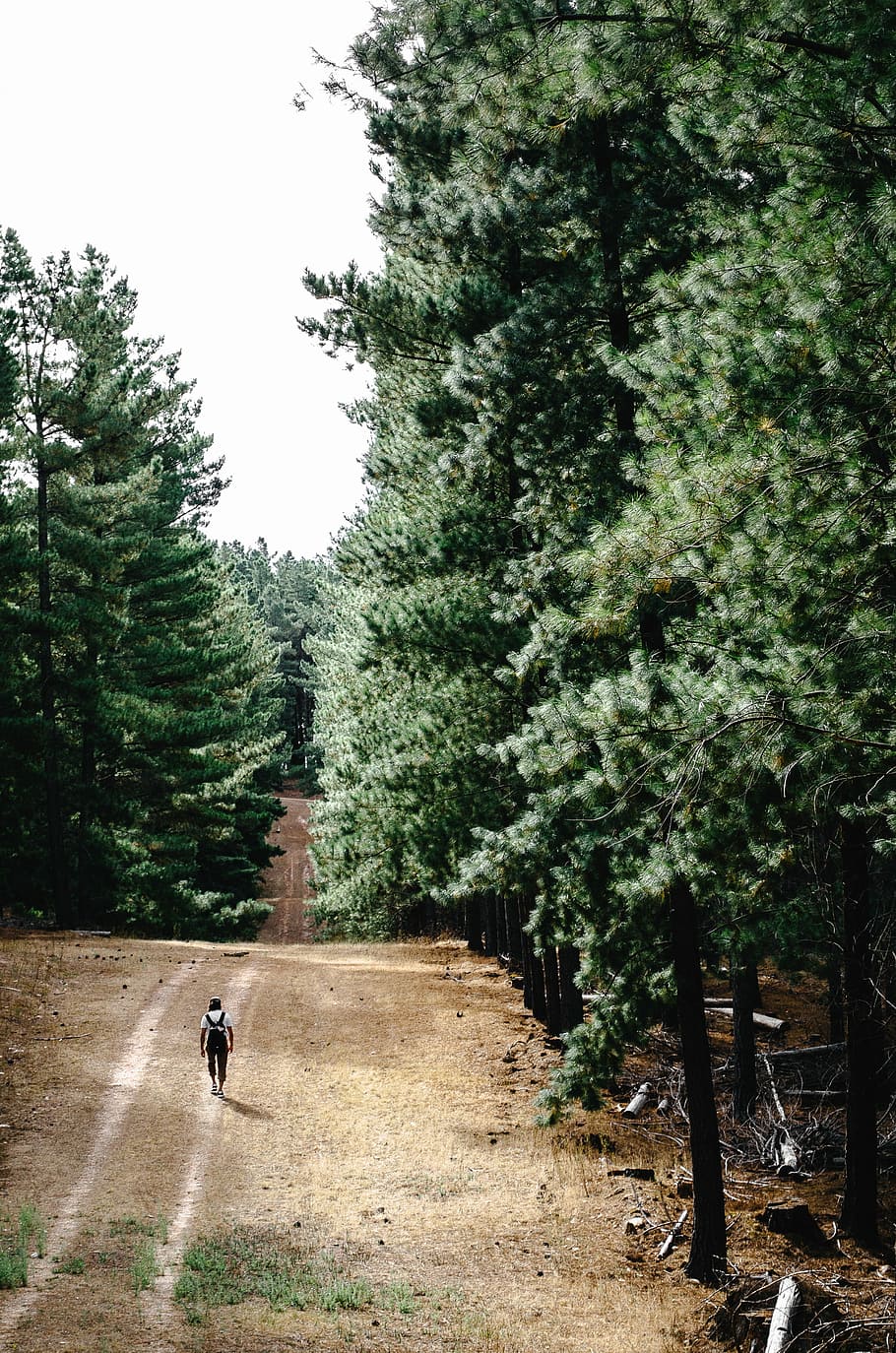 person walking on pathway between green trees at daytime, forest HD wallpaper