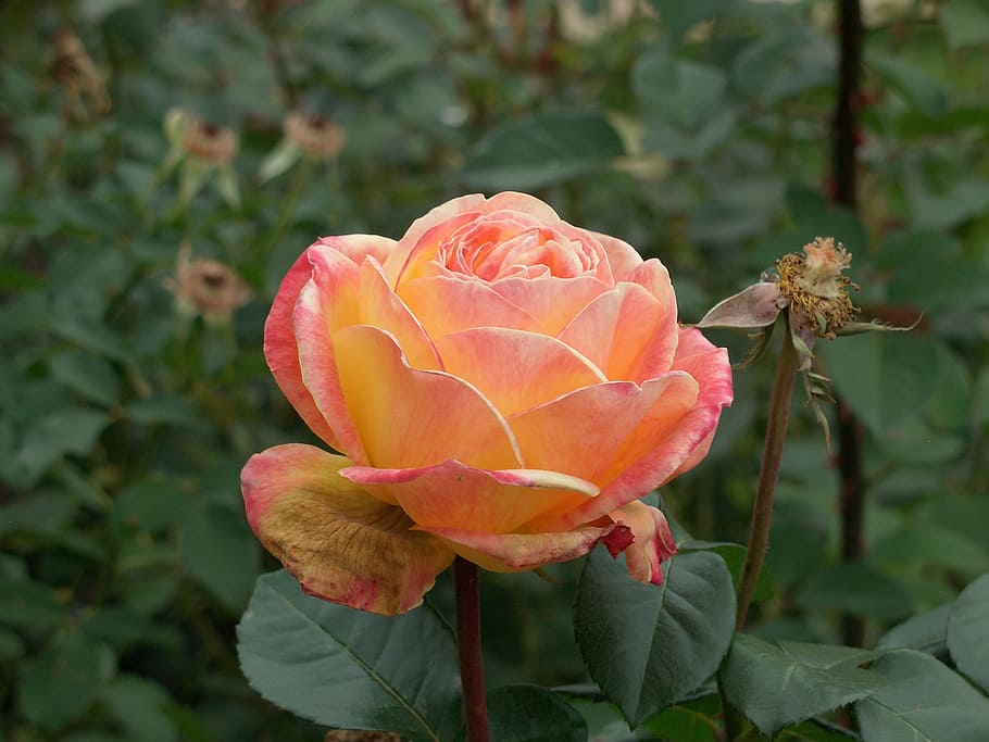 rose, garden, summer, flowering plant, petal, fragility, beauty in nature HD wallpaper