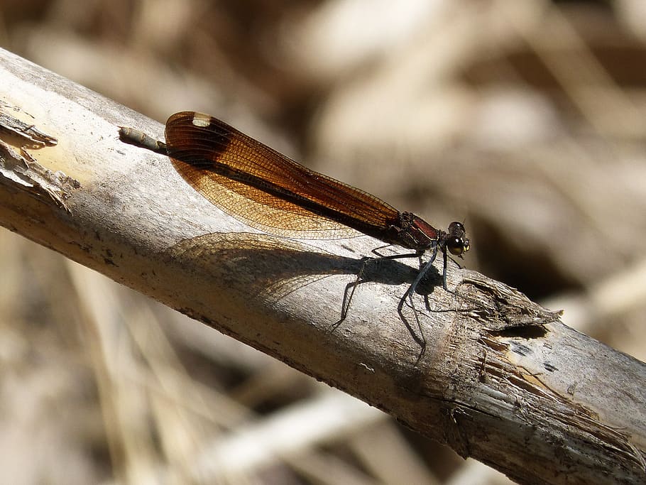 dragonfly, black, cane, beauty, insects, invertebrate, animal wildlife HD wallpaper