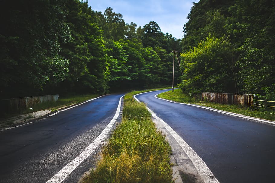 forest, road, way, route, woods, tree, trees, asphalt, green HD wallpaper