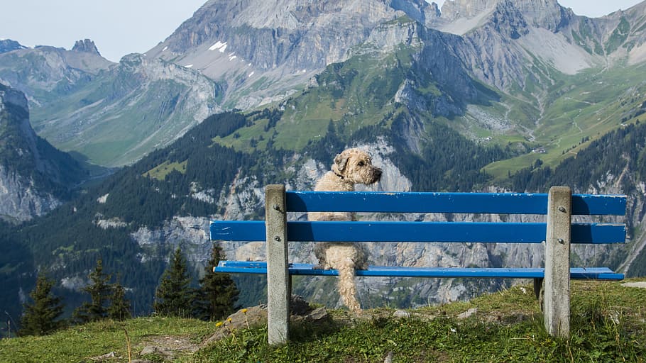 Golden Retriever seating on the bench during daytime, bank, view, HD wallpaper