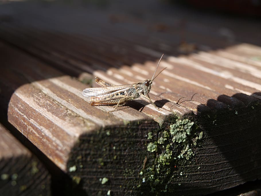 cricket, grasshopper, animal wildlife, animal themes, animals in the wild HD wallpaper