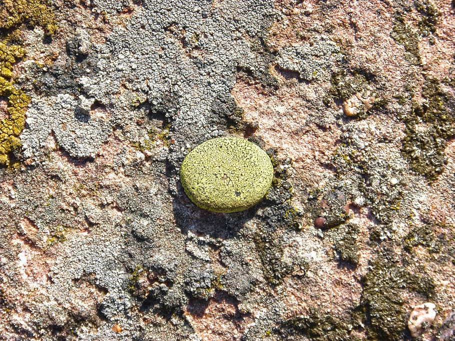 lichens, rock, boulder, nature, high angle view, no people HD wallpaper
