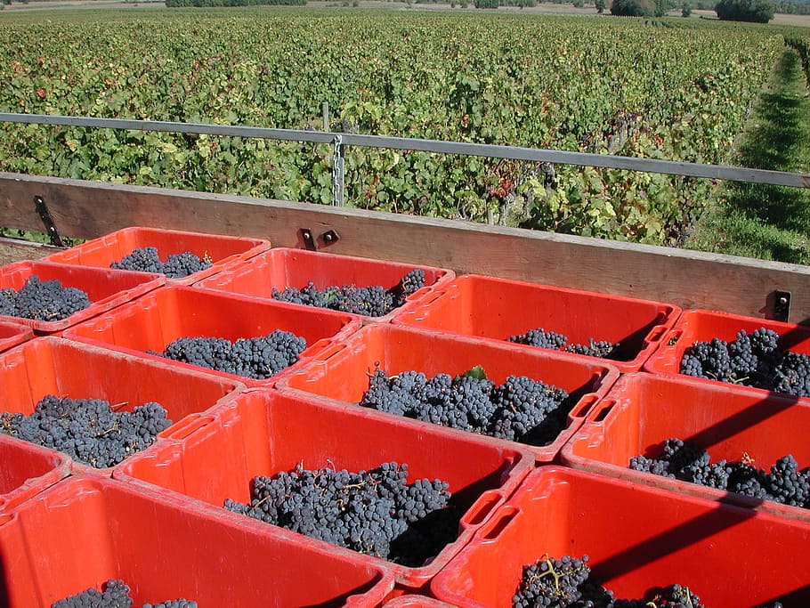 grape, harvest, trailer, vineyard, plant, nature, high angle view HD wallpaper