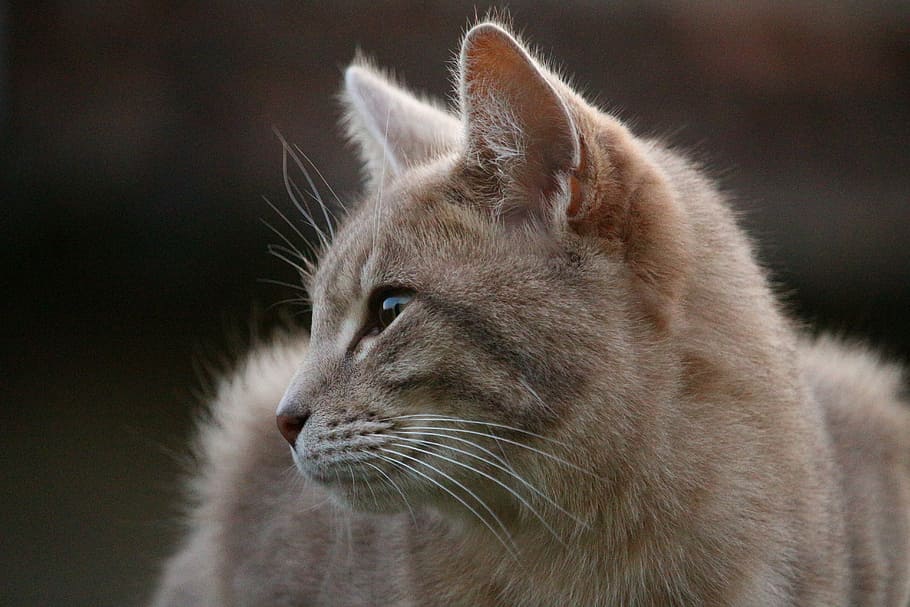 selective focus photography of brown cat, mieze, breed cat HD wallpaper