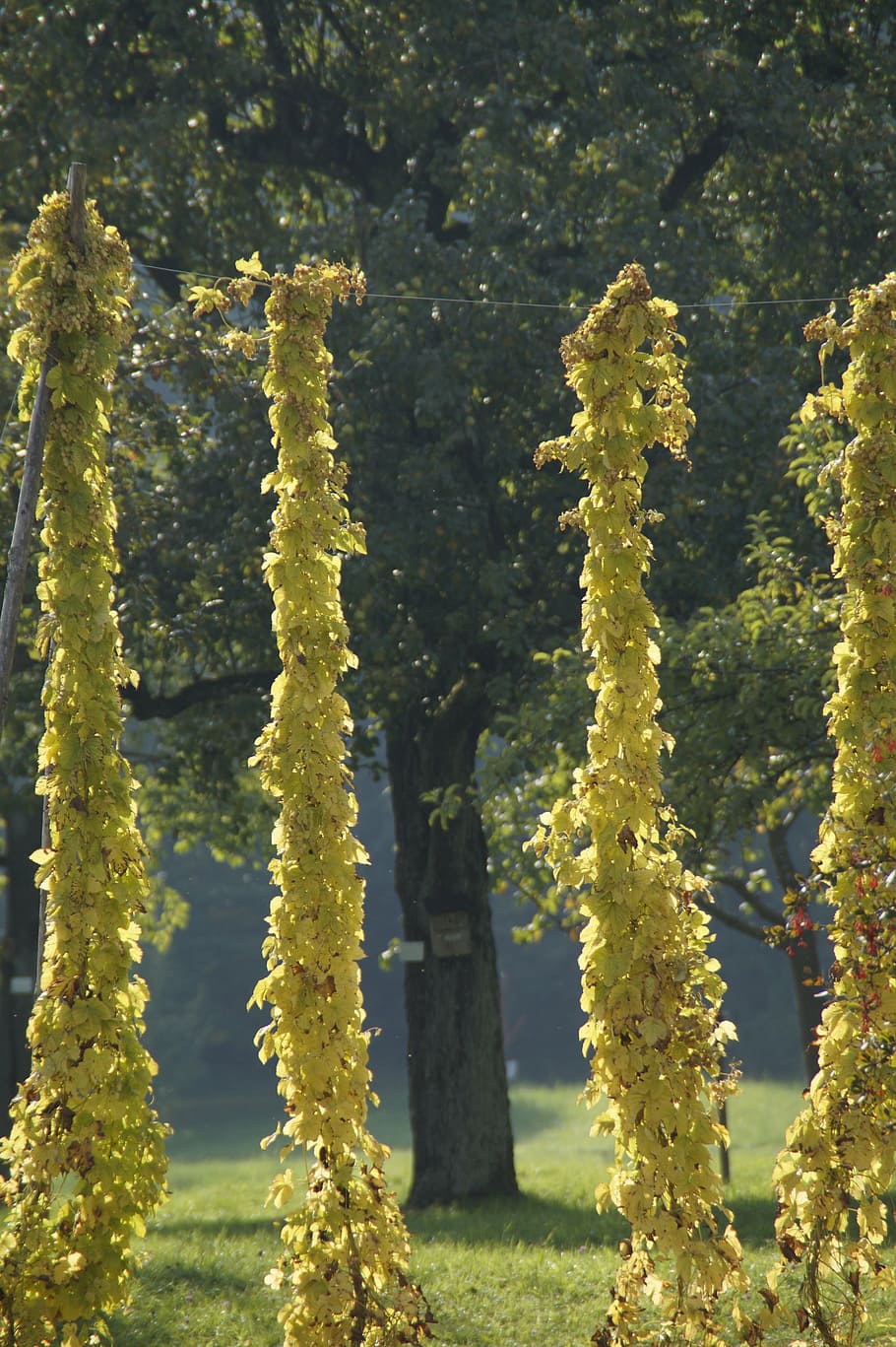 hops, climber, autumn, october, autumn mood, plant, tree, growth HD wallpaper