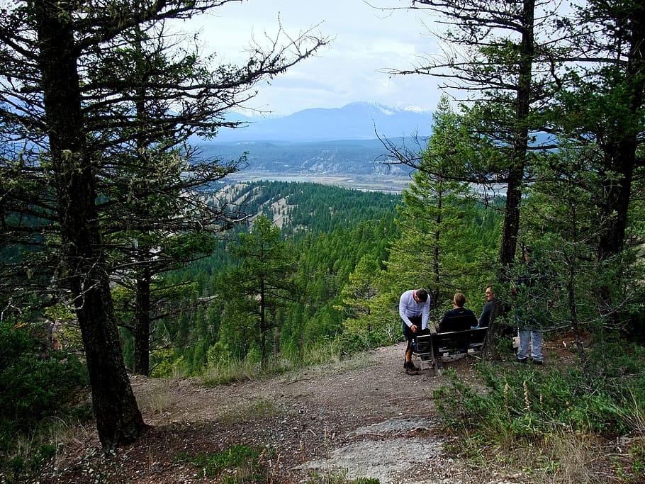 Forest, Mountains, Canada, Hike, Break, tree, pine tree, mountain range HD wallpaper