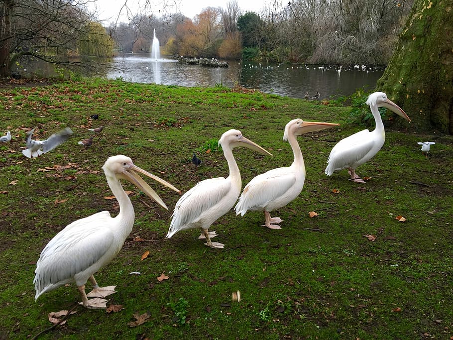 Animals, Nature, Bird, England, park, creature, pelicans, bill HD wallpaper
