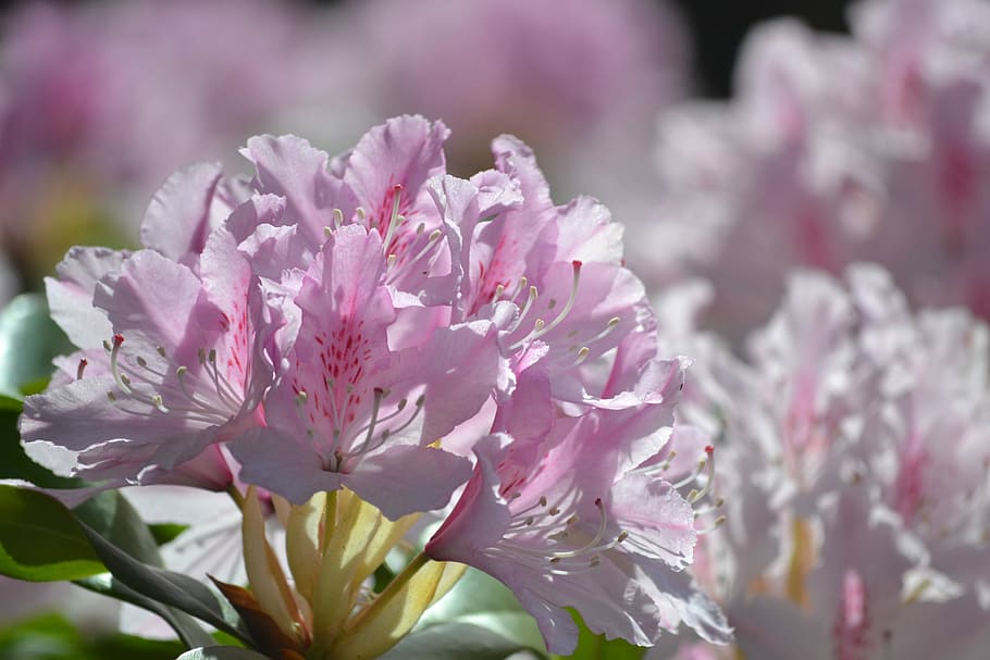 rhododendron, pink, bright, spring, flower, flowering plant HD wallpaper