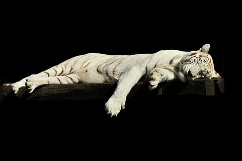 white tiger laying on brown wooden plank, lazy, sleeping, animal HD wallpaper