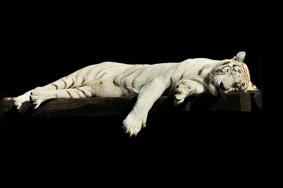 white tiger laying on brown wooden plank, lazy, sleeping, animal HD wallpaper