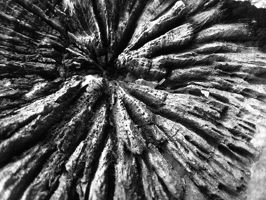 model, abstract, deadwood, strain, tree, full frame, backgrounds HD wallpaper