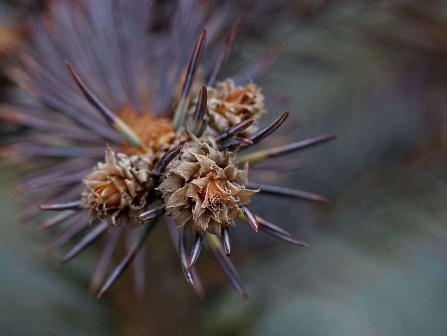 brad, flower, inflorescence, close-up, vulnerability, plant HD wallpaper