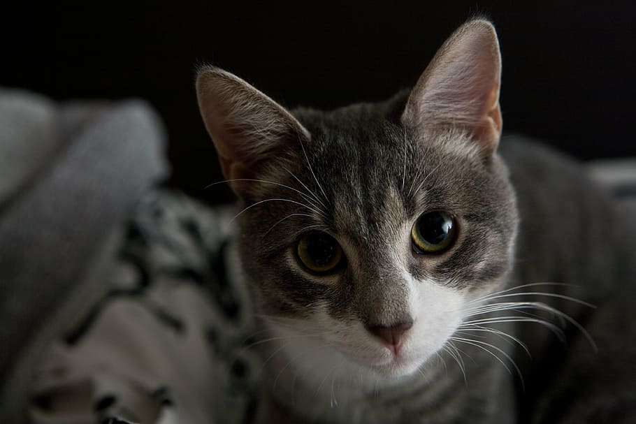 cat, face, cute, animal, pet, domestic, mammal, head, adorable HD wallpaper