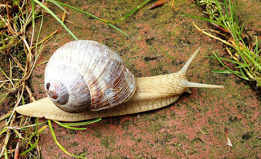 snail, nature, crawl, animal, slimy, mollusk, crawling, wildlife HD wallpaper