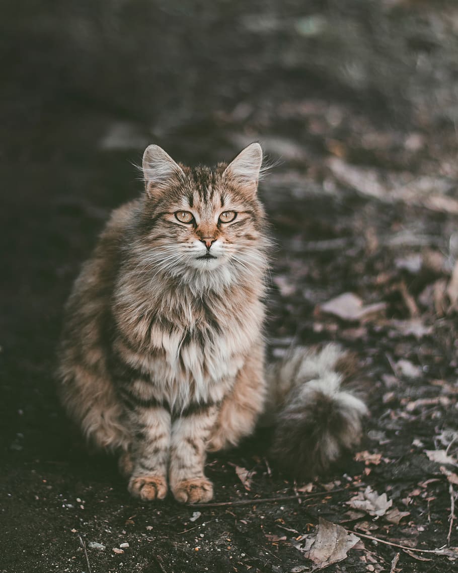 white and brown cat, brown, white, and black maine coon cat, animal, HD wallpaper