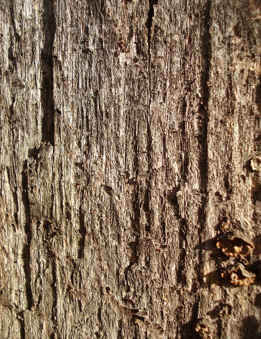 bark, wood, background, texture, brown, pattern, wooden, material HD wallpaper