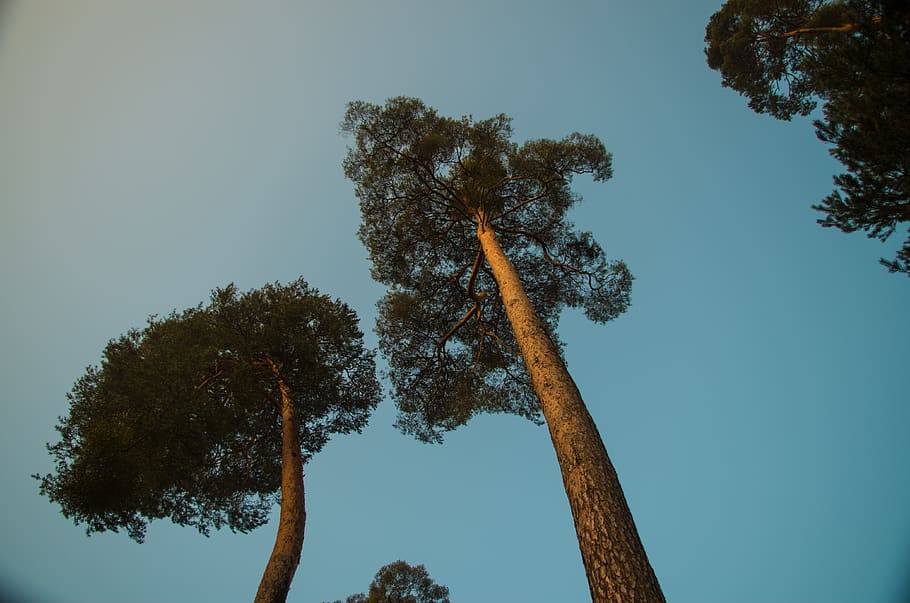blue, sky, tree, plant, low angle view, clear sky, nature, growth HD wallpaper