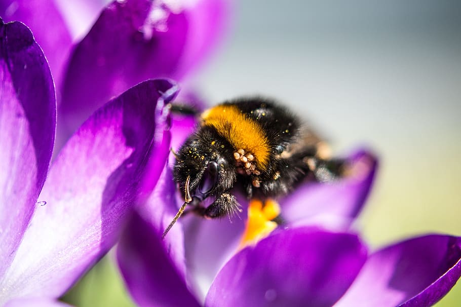 spring, collect, animals, hummel, blossom, bloom, crocus, pollen HD wallpaper