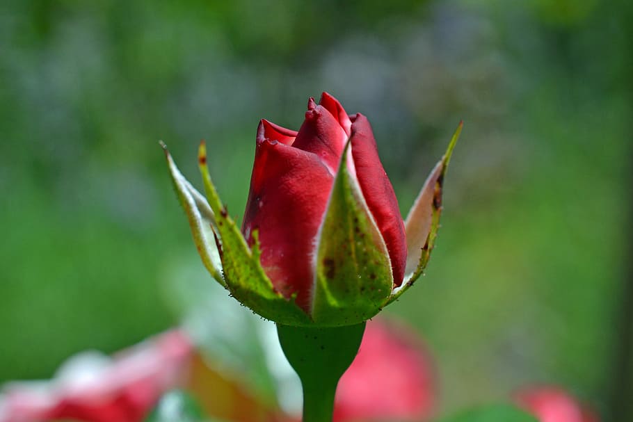 Rose, Bud, Blossom, Bloom, Red Rose, love, valentine's day HD wallpaper