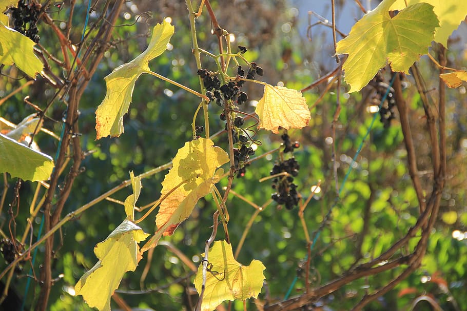 autumn, light, grape, leaves, autumn leaves, autumn lights HD wallpaper