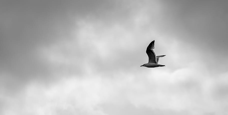Bird, Nature, Sky, Clouds, lighting, rain, forward, cloud - sky HD wallpaper