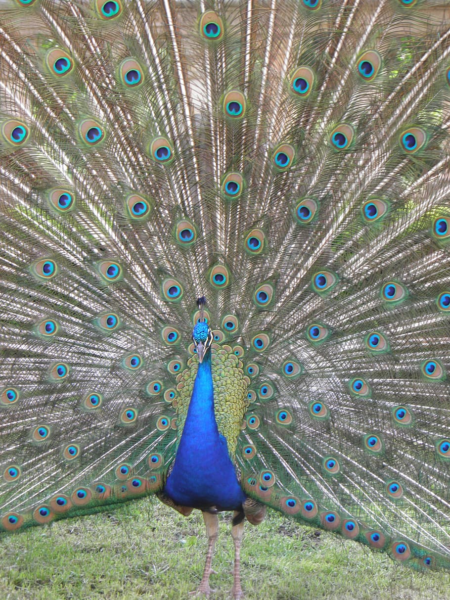 Peacock, Animals, Bird, Feather, peacock feather, one animal HD wallpaper