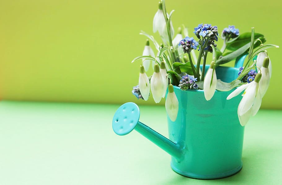 teal watering can with white flowers, snowdrop, forget me not