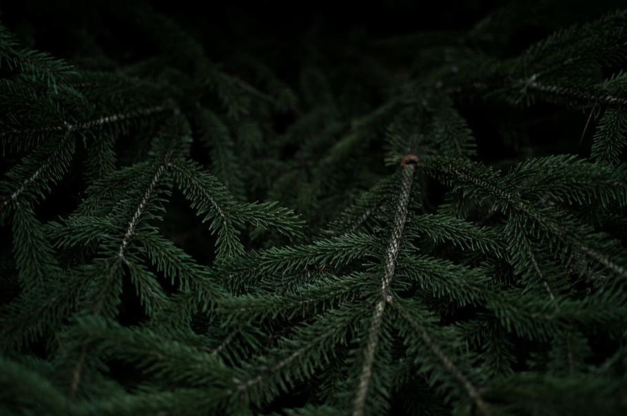 Close-up of dark green fir branches, green fern plant, Solitude