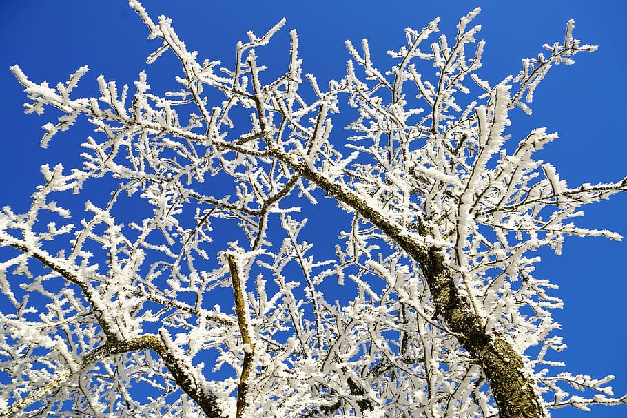 tree, hoarfrost, branch, iced, crystal formation, snowy, eiskristalle HD wallpaper