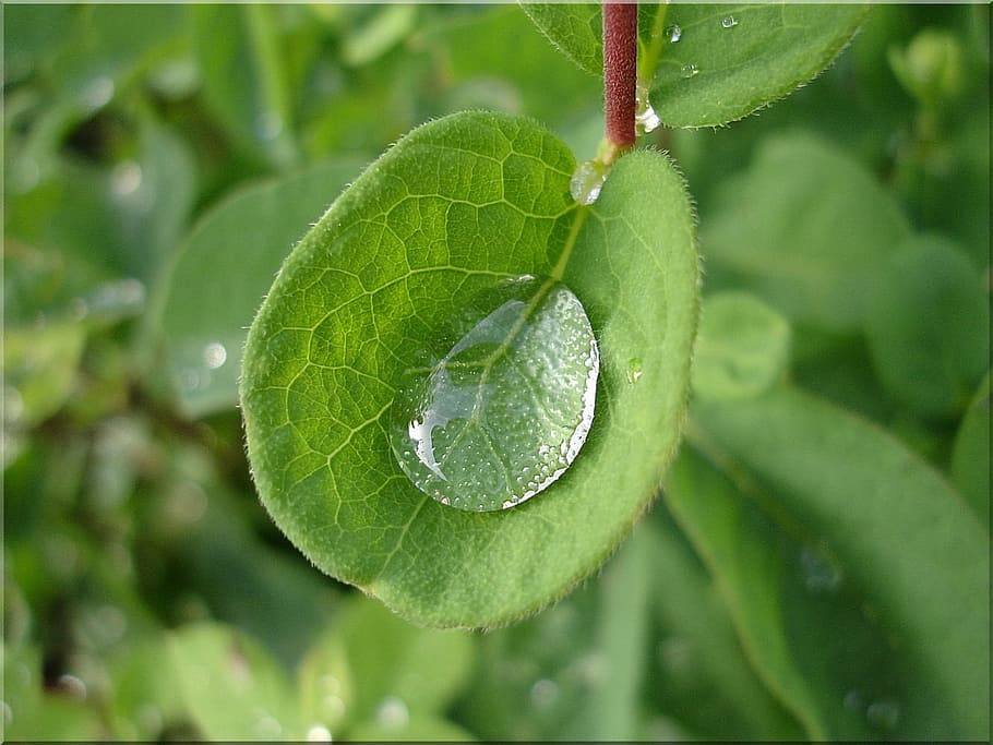 raindrop, leaf, close, nature, plant part, green color, growth HD wallpaper