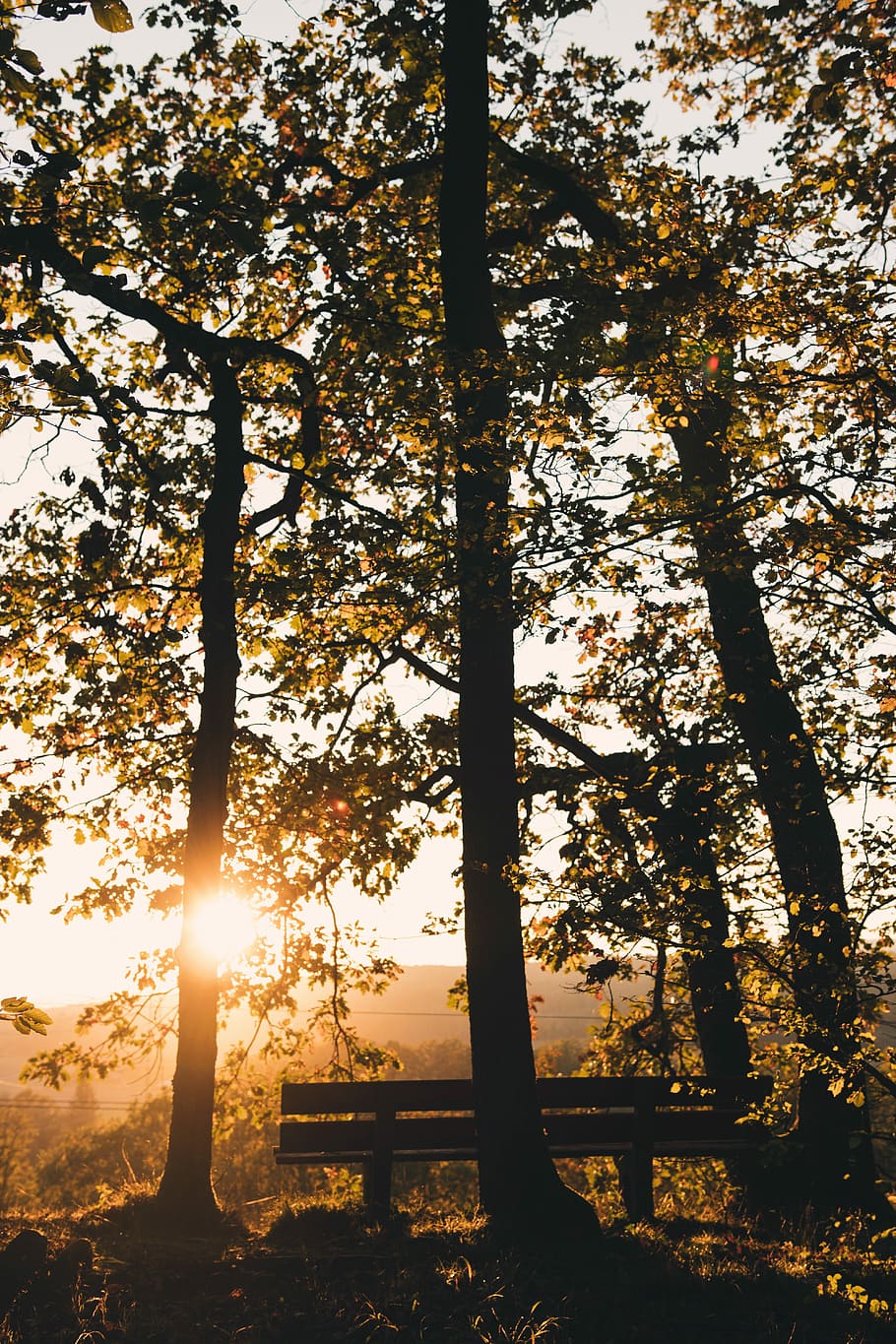 green leafed tree under sunlight, bench beside trees, woodland HD wallpaper