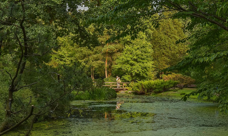landscape, bridge, nature, tree, plant, water, green color HD wallpaper