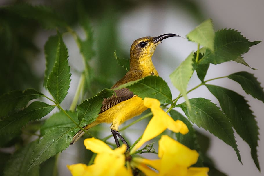 yellow and brown bird perching on green leafed plant, sunbird HD wallpaper