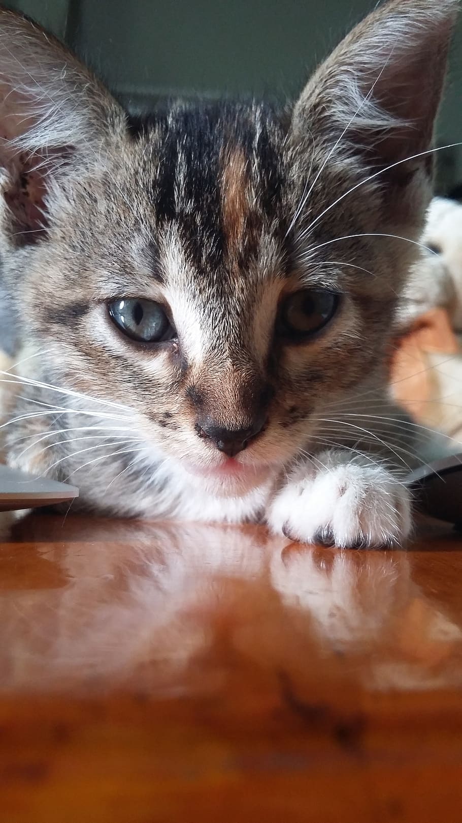 cat, cute, baby, mammal, domestic, animal, animal themes, pets HD wallpaper