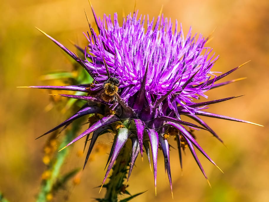 nature, prickly, thistle, flower, spine, insect, purple, spiny HD wallpaper