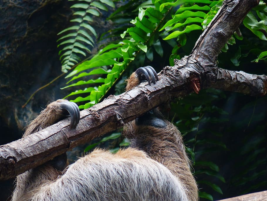 sloth, claw, detention, clamp, depend, climb, two-toed sloth